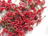 Zuckm?�ckenlarven gro?�, Jumbos, Bloodworm 0,5L
