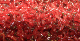Zuckm?�ckenlarven klein, joker, vers de vas 0,5L