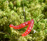 Berkley Softbait Zuckm?�?ckenlarven Maxi, 100 St?�?ck im Glas