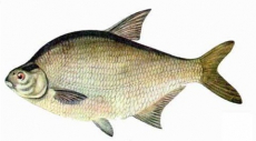 Copra Melasse 1kg
