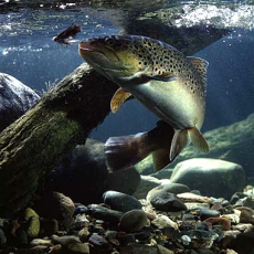 FTMAX Forellen-Pellets Forelli 1kg