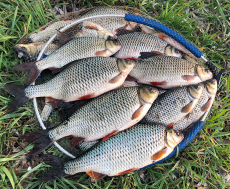 Sensas 3000 Gros Gardons 1Kg, MHD 03/2028