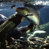 FTMAX Forellen-Pellets Forelli 1kg