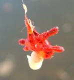 Mystic rot Tube 7ml (stark klebend, nicht formbar)