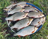 CM Rotaugen Spezial 1kg, neue Verpackungsgröße