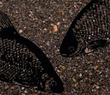 Matchpro Rotaugenfutter PŁOĆ CZARNA 1kg (Gold-Edition), MHD 05/2027